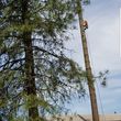 Photo #5: Five star tree service