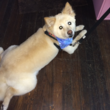 Photo #1: A-List Grooming by Susan