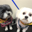 Photo #2: A-List Grooming by Susan
