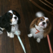Photo #3: A-List Grooming by Susan