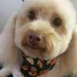 Photo #4: A-List Grooming by Susan