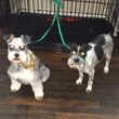 Photo #5: A-List Grooming by Susan