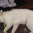 Photo #6: A-List Grooming by Susan