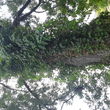 Photo #3: R's Landscaping Tree Service Construction and More