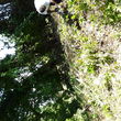 Photo #4: R's Landscaping Tree Service Construction and More