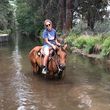 Photo #1: SMG Performance Horses