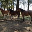Photo #2: SMG Performance Horses