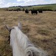 Photo #3: SMG Performance Horses