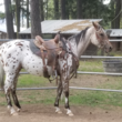 Photo #4: SMG Performance Horses