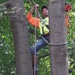 Photo #1: Wild boy tree service