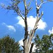 Photo #2: Wild boy tree service