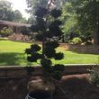Photo #4: CMT Asian Zen Gardens