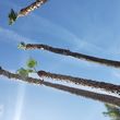 Photo #1: Advanced Tree Care