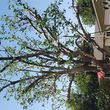 Photo #2: Advanced Tree Care