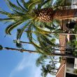 Photo #5: Advanced Tree Care