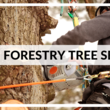 Photo #1: Urban Forestry Tree Service