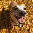Photo #2: PAWSitive Care Pet Sitting