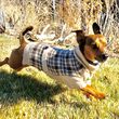 Photo #3: PAWSitive Care Pet Sitting