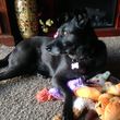 Photo #4: PAWSitive Care Pet Sitting
