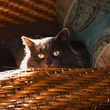 Photo #5: PAWSitive Care Pet Sitting