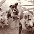 Photo #6: PAWSitive Care Pet Sitting
