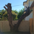 Photo #3: Everardo's Tree Care