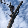 Photo #1: Mayans Tree Service