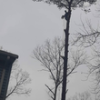 Photo #2: Mayans Tree Service