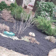 Photo #4: Mayans Tree Service