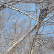 Photo #6: Mayans Tree Service