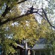 Photo #1: Cut Right Tree Service