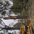 Photo #5: Cut Right Tree Service