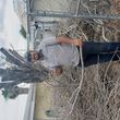 Photo #3: JUAN PALMAS TREE SERVICE & STUMP GRINDING