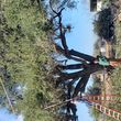 Photo #5: JUAN PALMAS TREE SERVICE & STUMP GRINDING