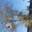 Photo #6: JUAN PALMAS TREE SERVICE & STUMP GRINDING