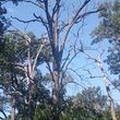 Photo #1: Hopes Tree Service