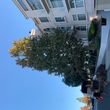 Photo #2: Acotillo Tree Service, Inc.