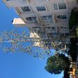 Photo #3: Acotillo Tree Service, Inc.
