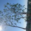 Photo #5: Acotillo Tree Service, Inc.