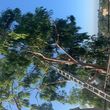 Photo #6: Acotillo Tree Service, Inc.