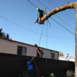 Photo #1: Primetime Pruning and Tree Removals