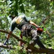 Photo #5: Primetime Pruning and Tree Removals