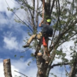 Photo #6: Primetime Pruning and Tree Removals
