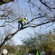 Photo #3: PRICE RIGHT PROFESSIONAL LANDSCAPING & TREE SERVICE