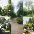 Photo #1: K.C Tree & Removal