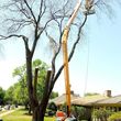 Photo #2: K.C Tree & Removal