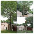 Photo #3: K.C Tree & Removal