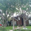 Photo #6: K.C Tree & Removal
