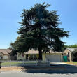 Photo #1: Timber Pros Tree Service