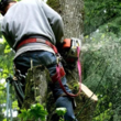 Photo #5: Timber Pros Tree Service